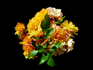 BLÜTEN