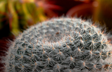 Beauty With Thorns  