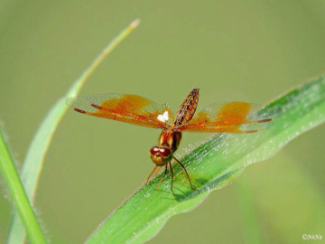 Small delicacy