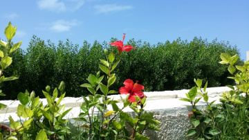 Egypt - North coast - Red roses 