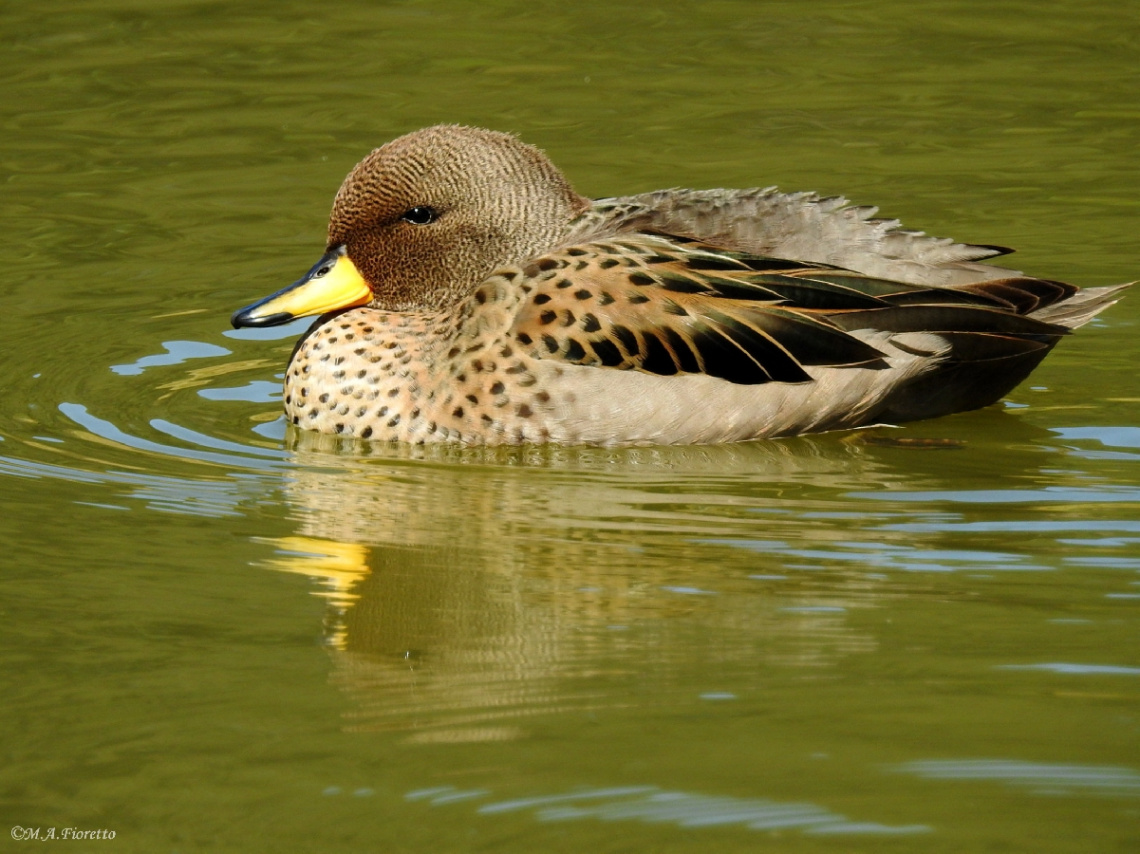 Migratory Duck