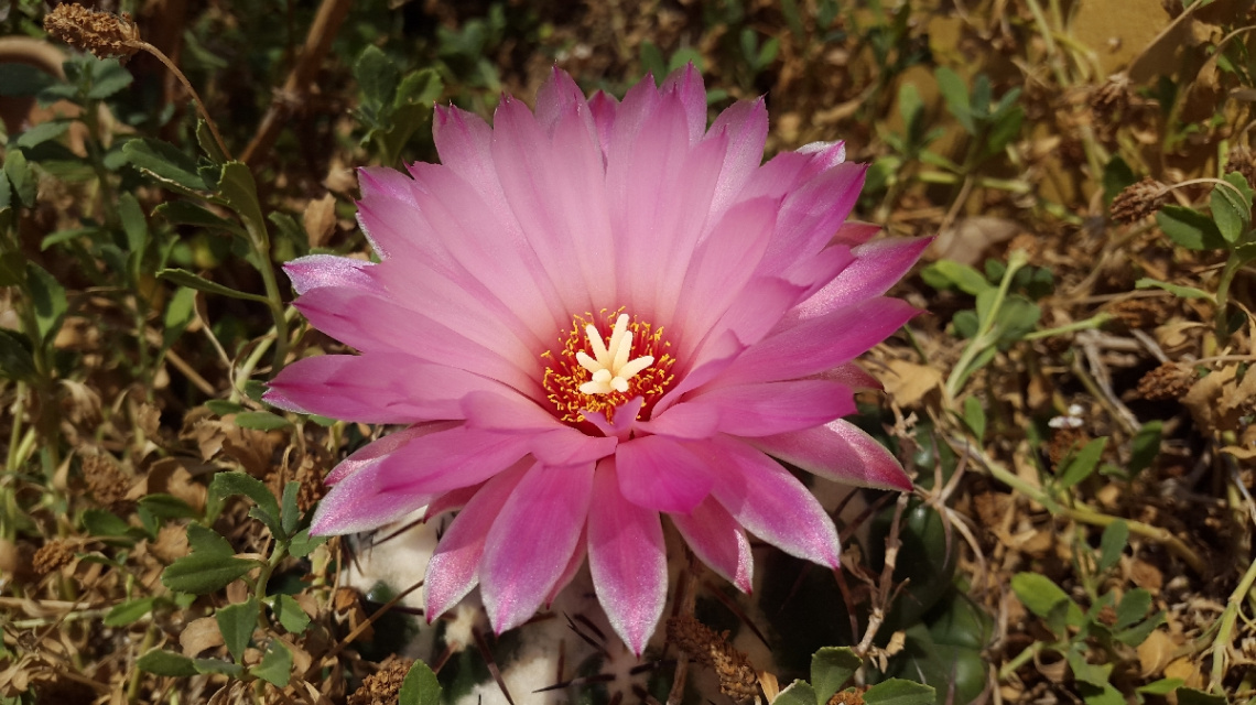 #kaktüs #kaktüs #Çiçek #cicek #flower