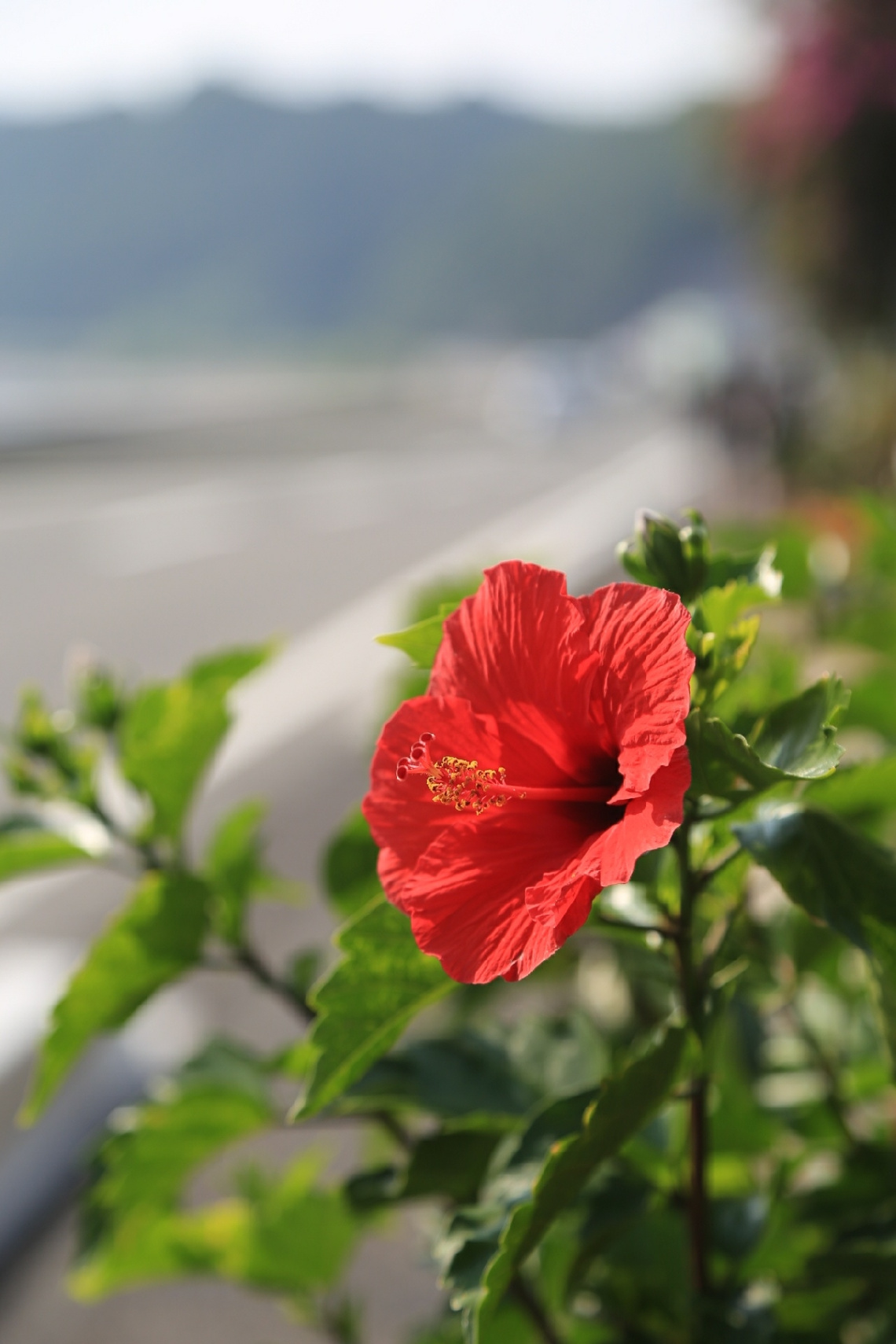 Hibiscus