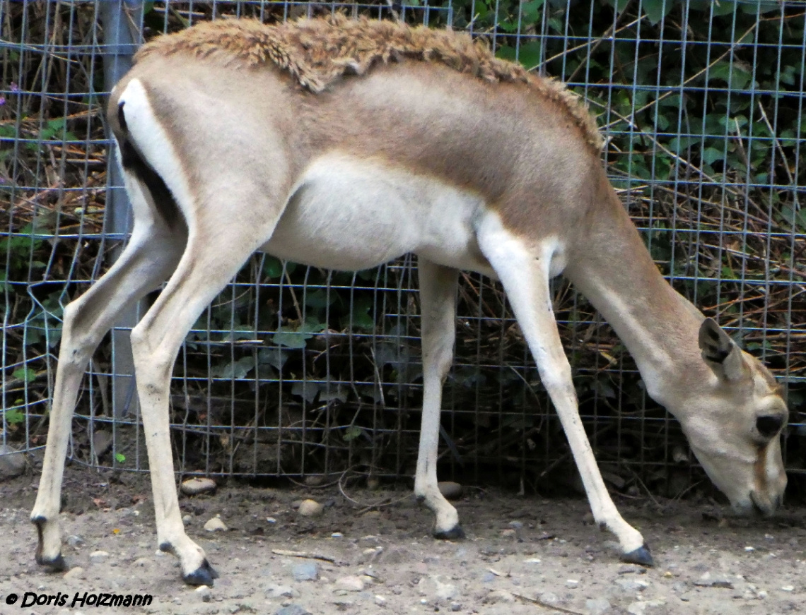 Kropfgazelle