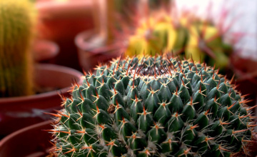 Beauty With Thorns  3