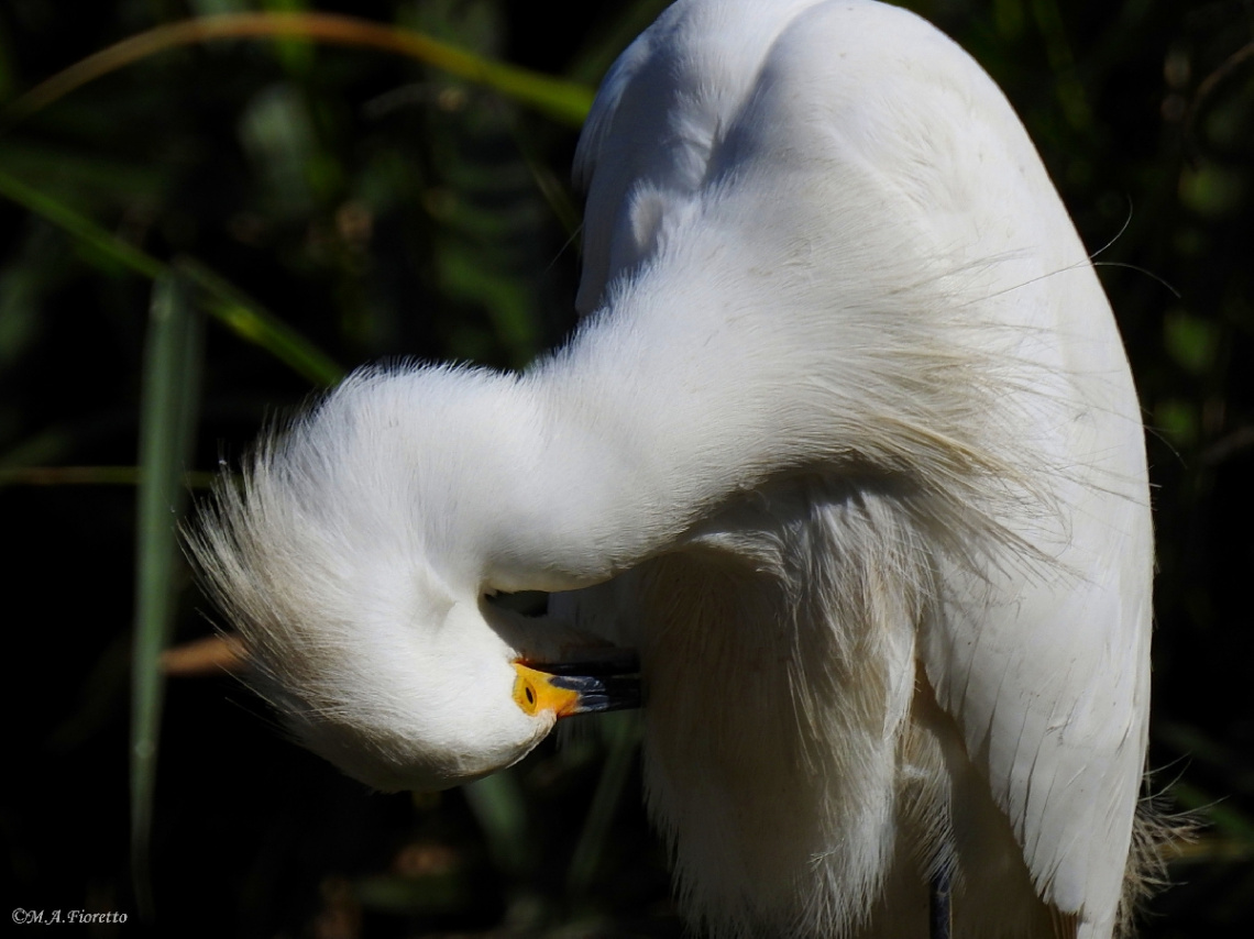 Great Egret
