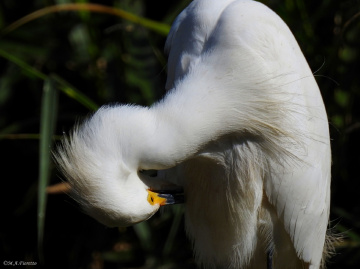 Great Egret