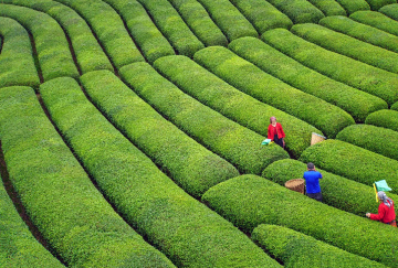 Çay Bahçelerinde