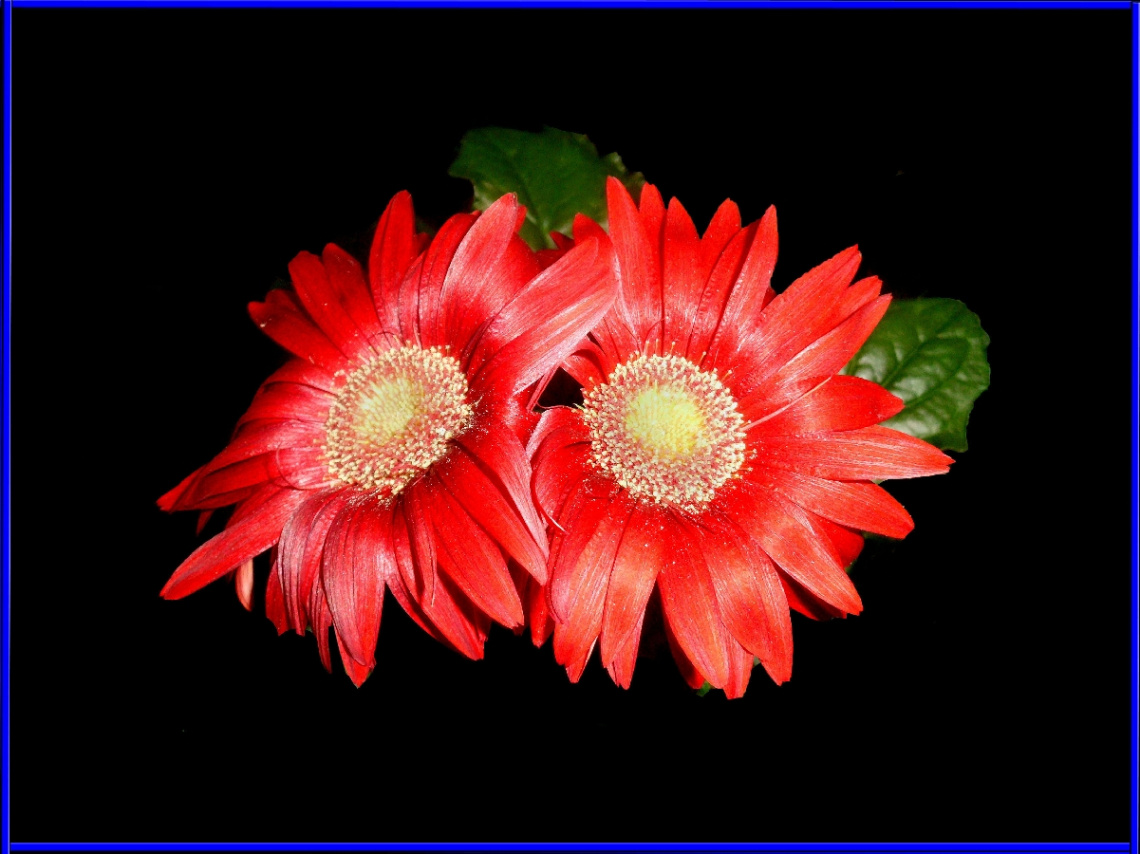 BLÜTEN