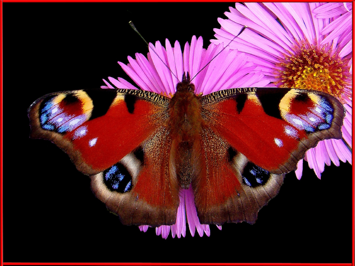 SCHMETTERLING