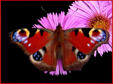 SCHMETTERLING