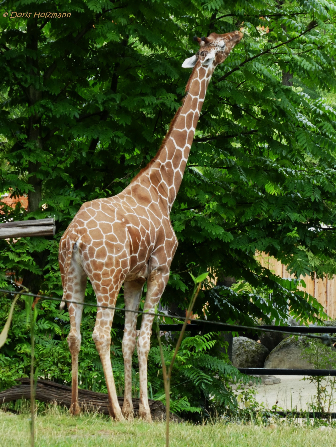 Giraffe