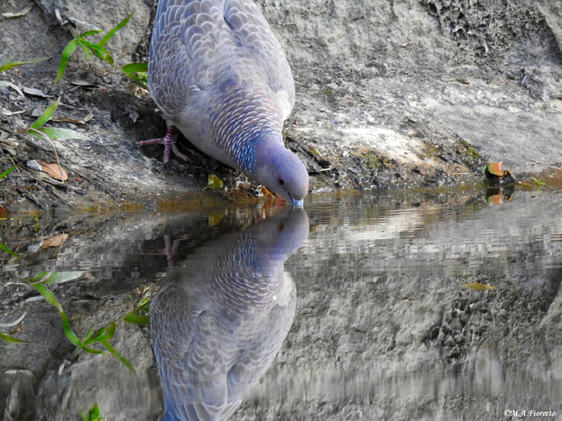 Water Mirror