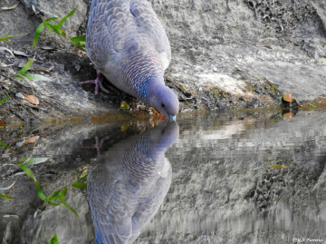 Water Mirror