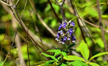 Beauty in Wild