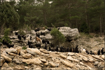 Sürü