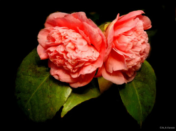 Camelia