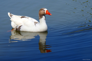 Sliding on water