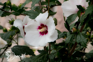 Ipomoea trifida