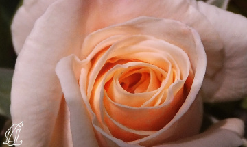 DELICATE.....