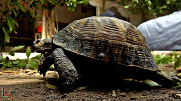 Run turtle Run......
