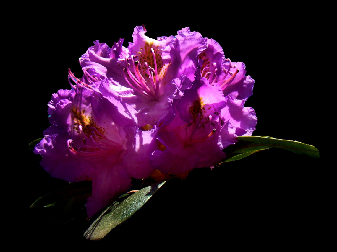 RHODODENDRON