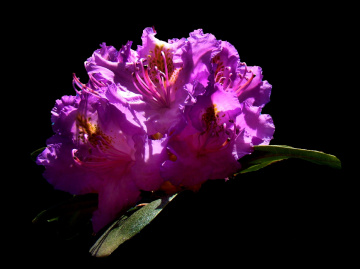 RHODODENDRON