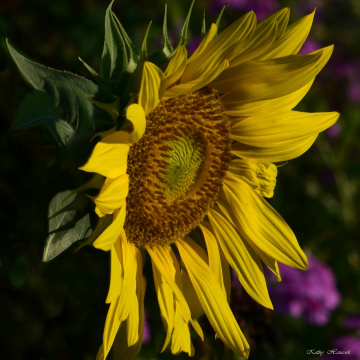 Shine on