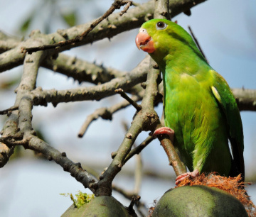 Periquito