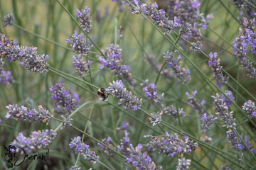 Lavanda