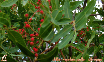 Wild Pistachio.....