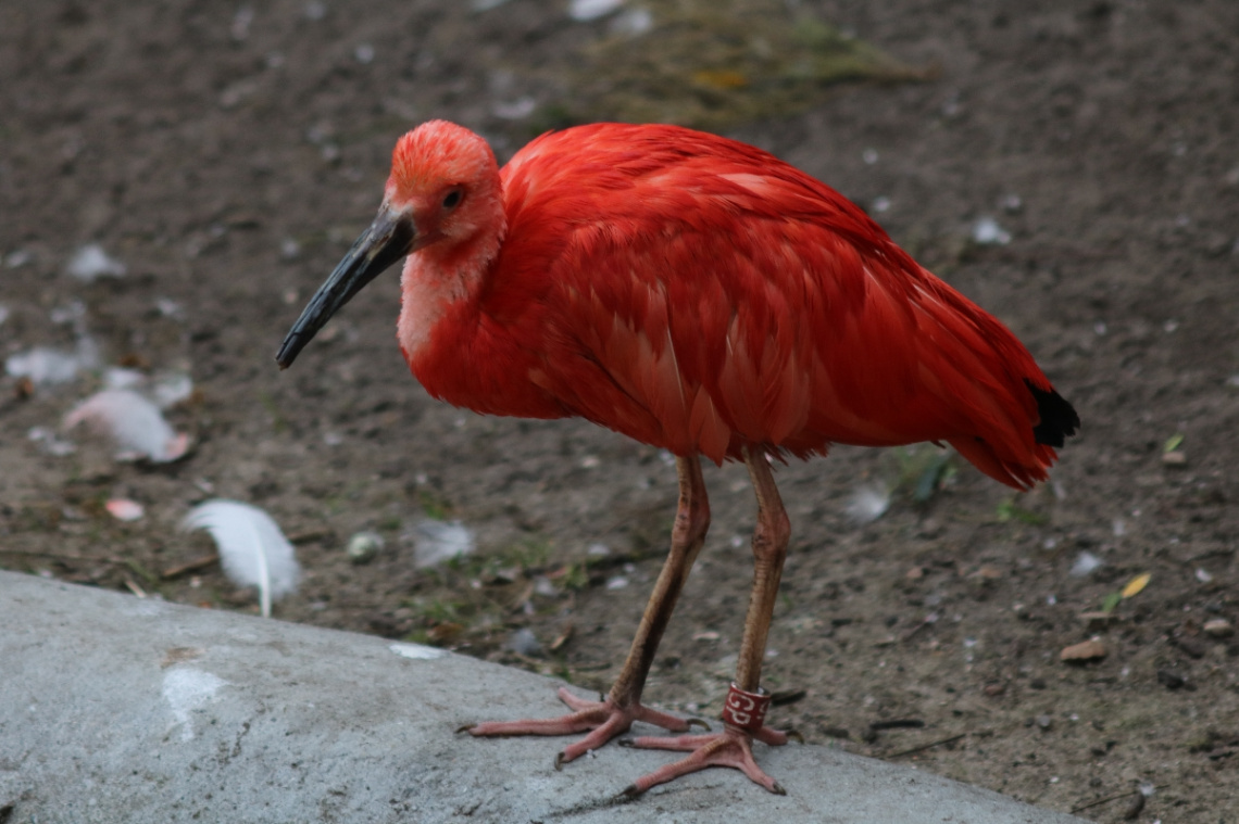 One red