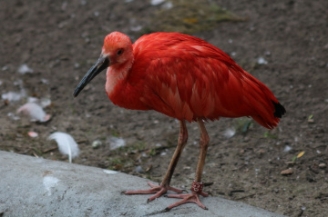 One red