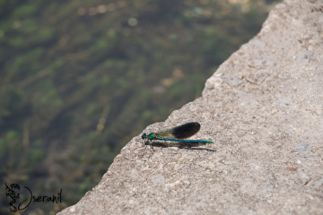 Dragon-fly