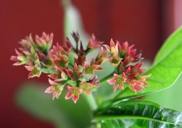 Sweet Blooms 2