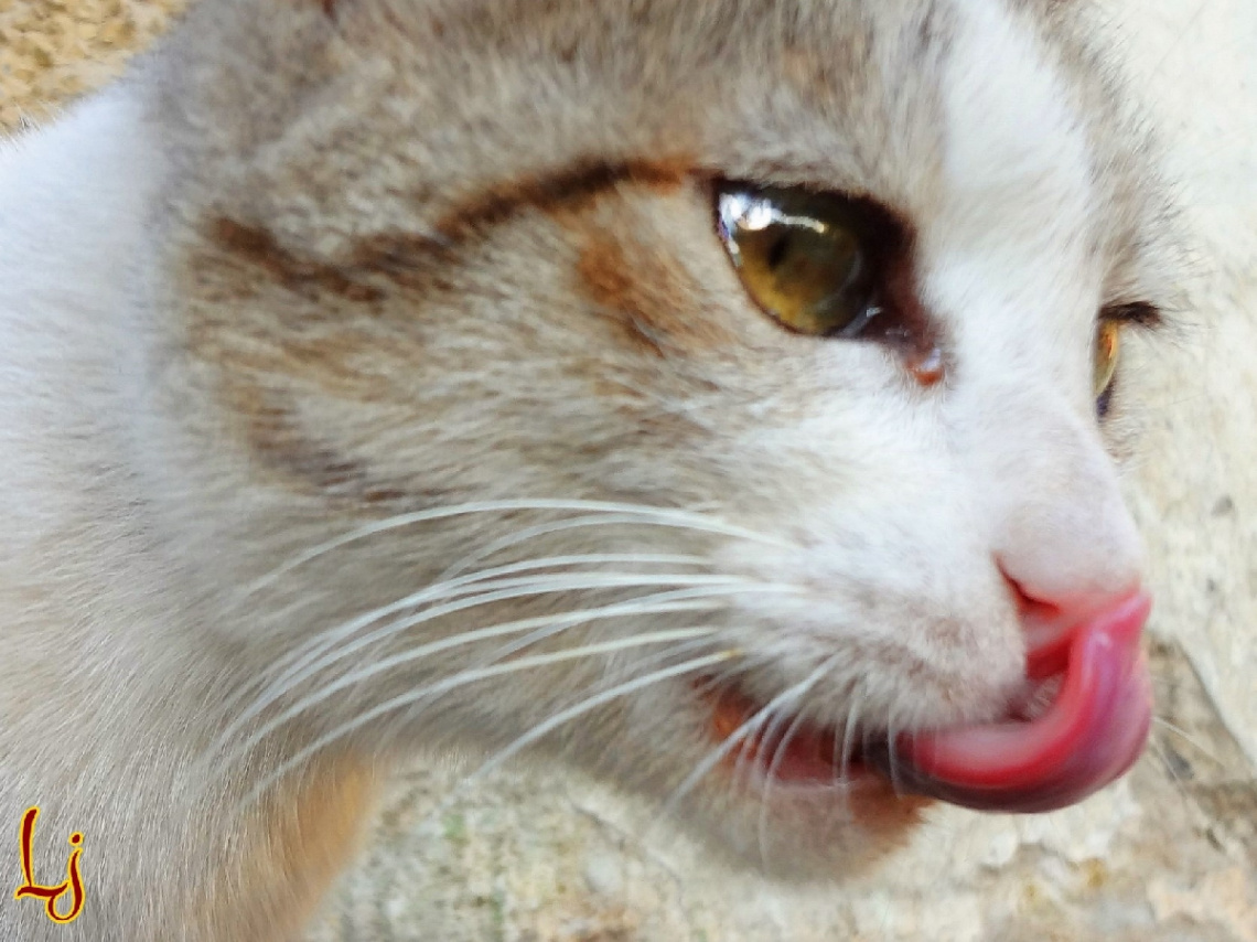 Clean Kitty ...