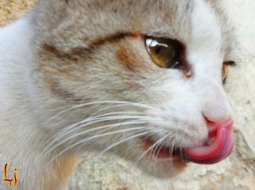 Clean Kitty ...