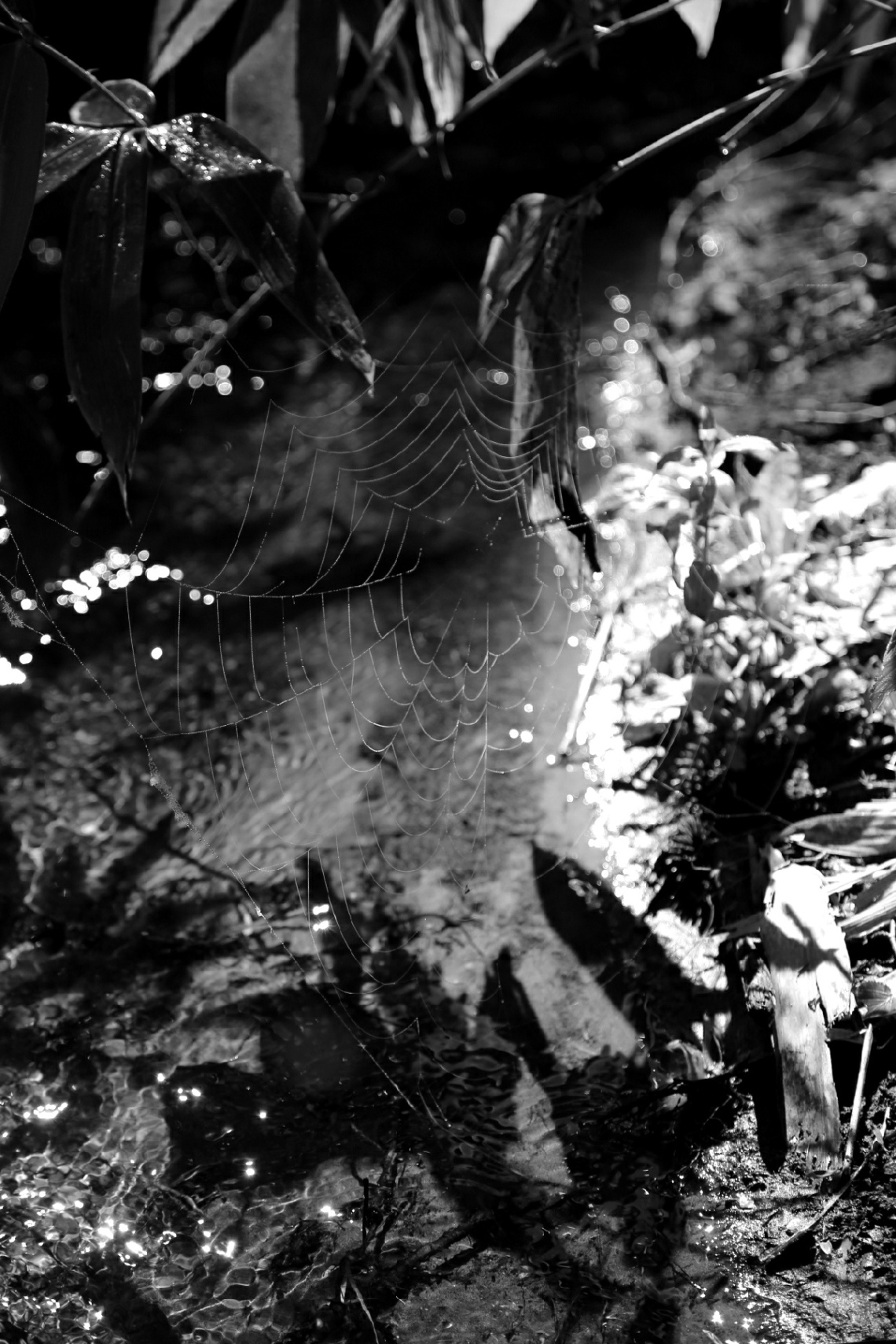 spider's net