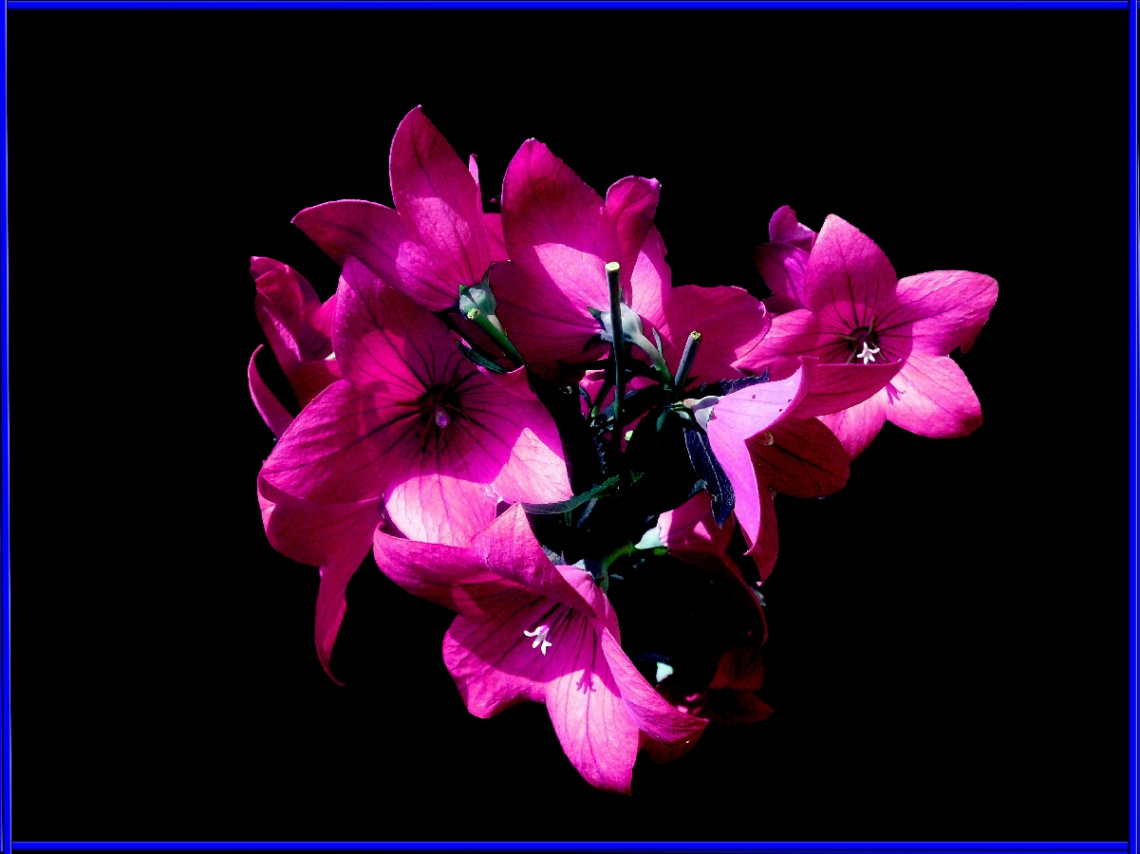 BLÜTEN