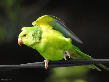Plain Parakeet