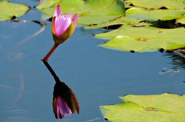 Reflex 