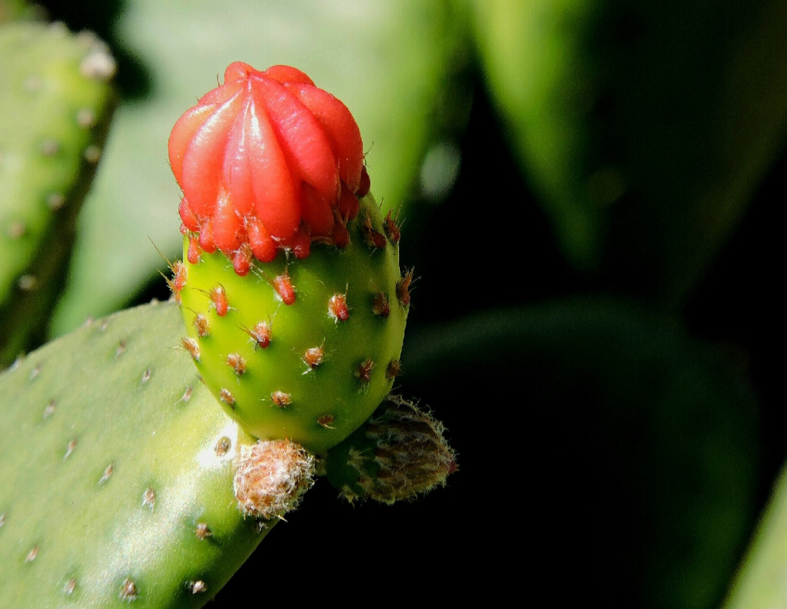 Cactus flower