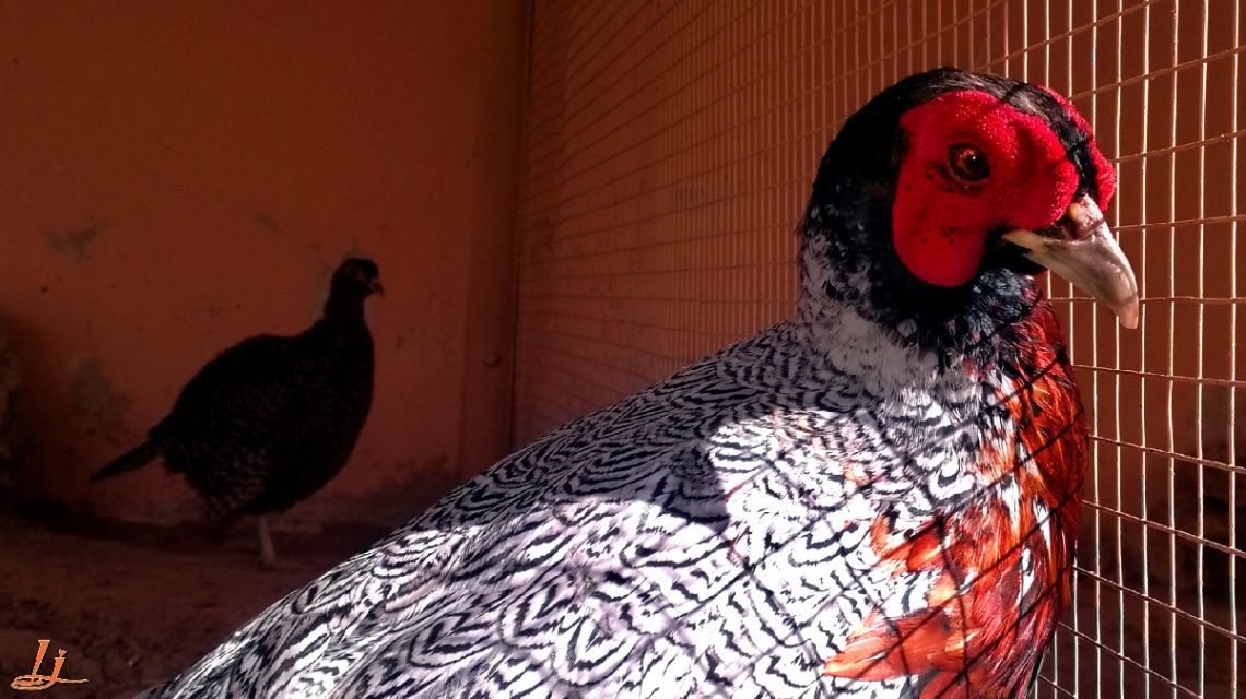 In an aviary