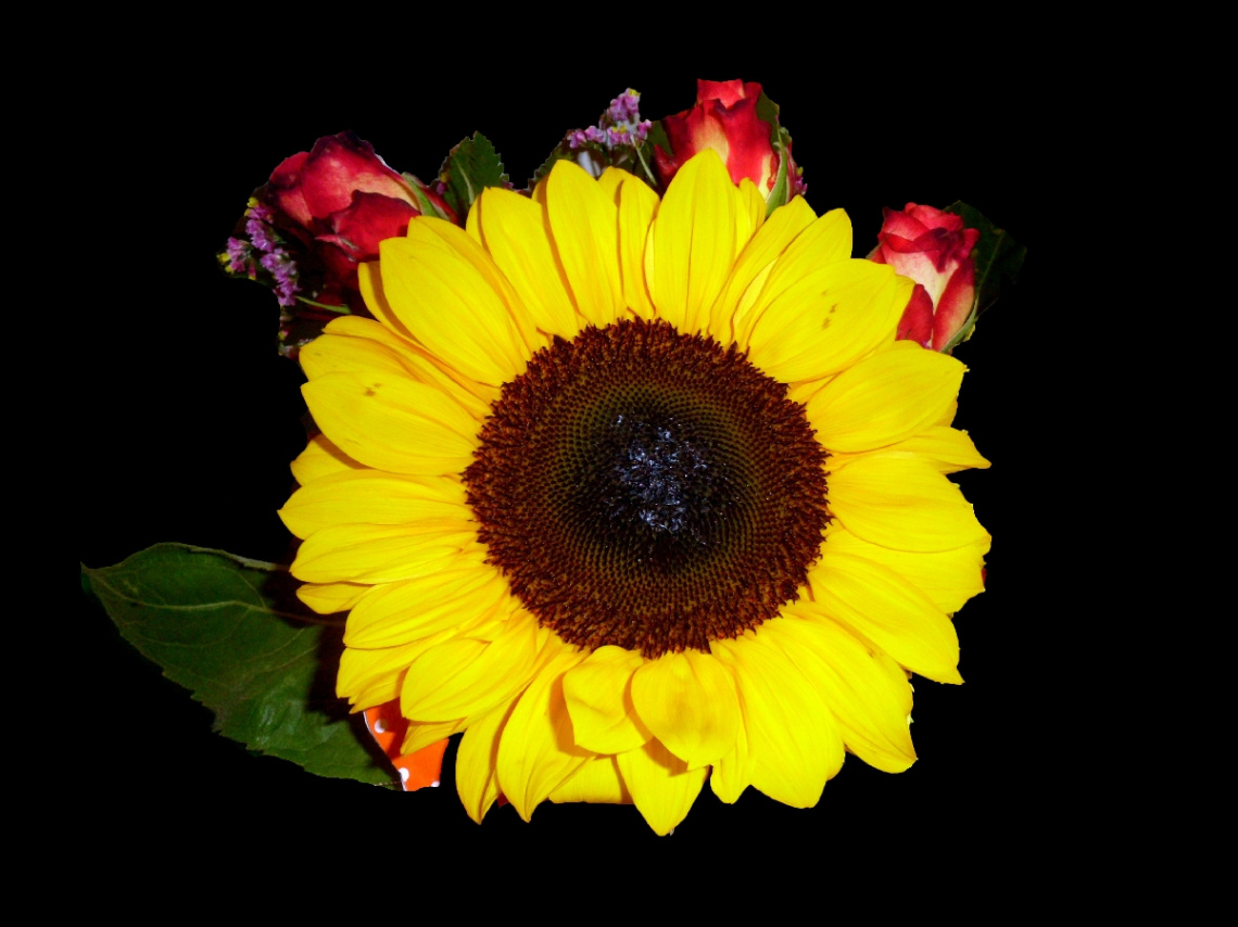 BLÜTE