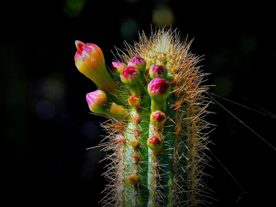 Cactus flowers