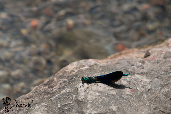 Dragon-fly II