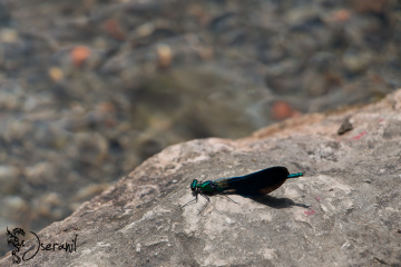 Dragon-fly II