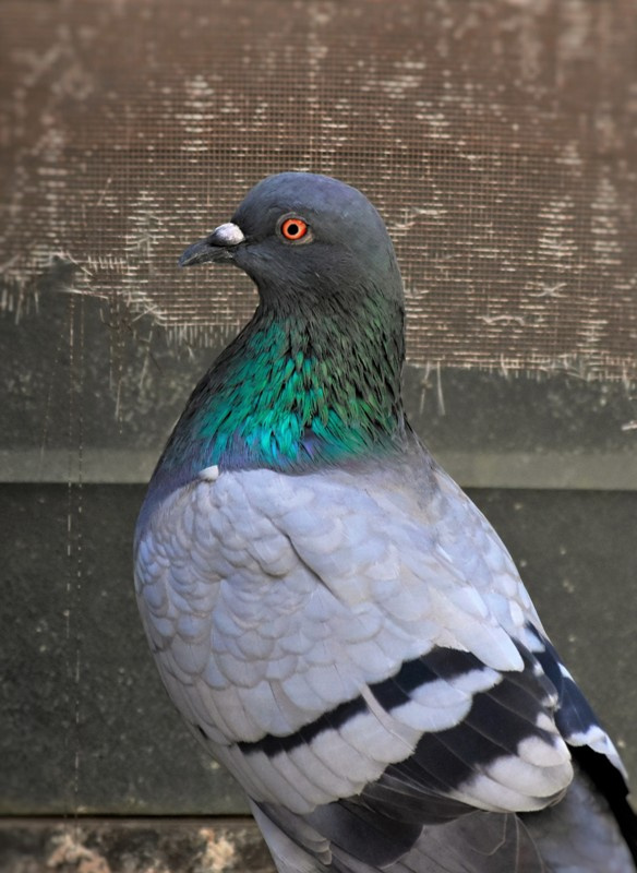 Alert