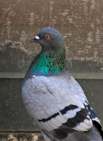 Alert