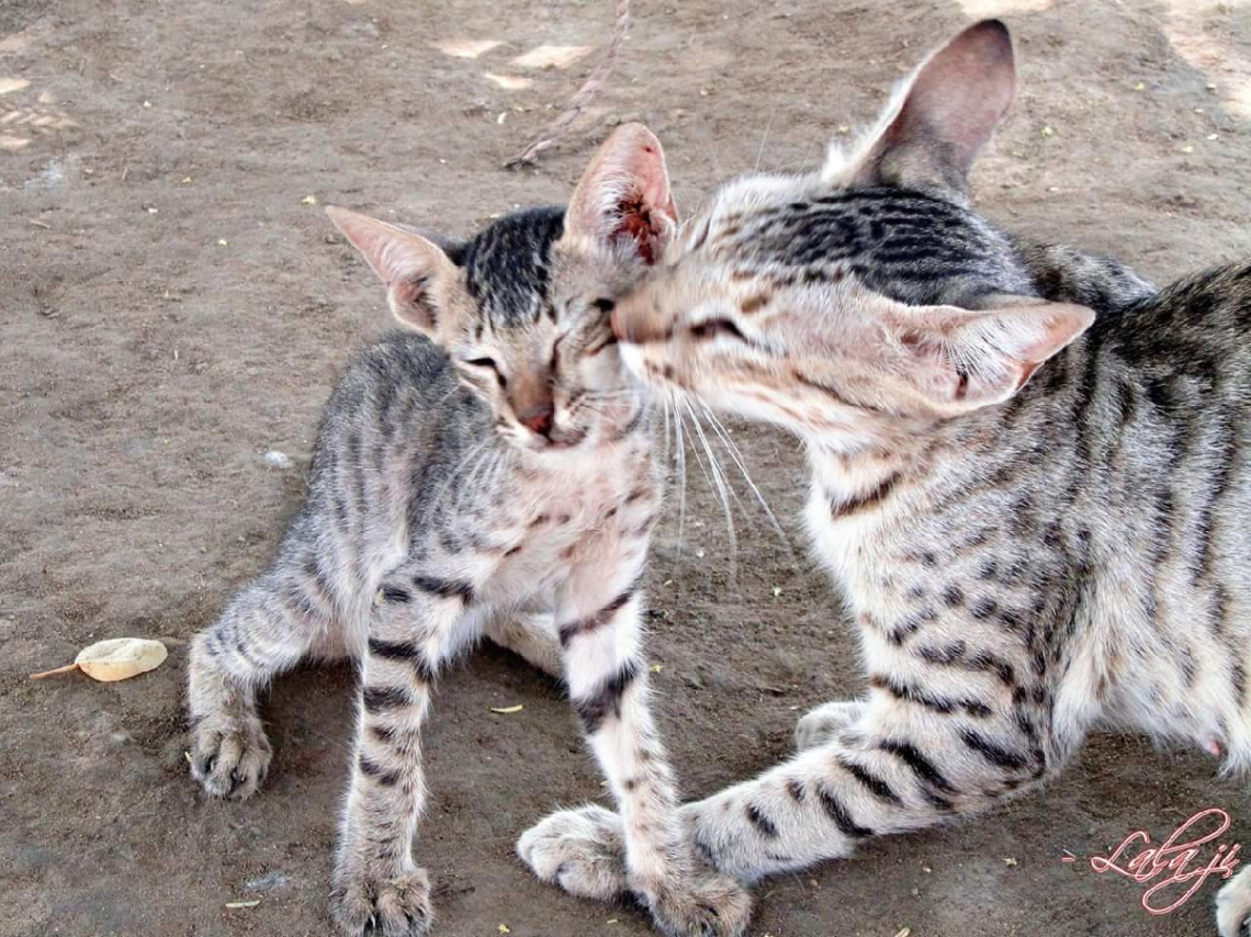 Mother's Love.....